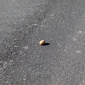 Asphaltkartoffel.jpg