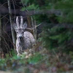 Rehbock im Wald.jpg