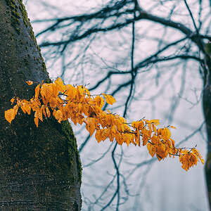 Buchenlaub