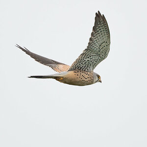 Falke im Flug.jpg