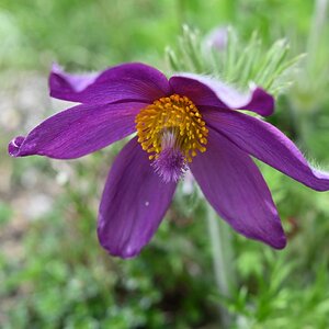 Blüte Z fc 28mm.jpg