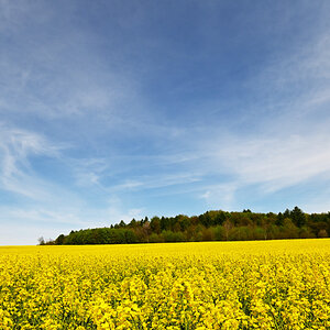 raps-04.JPG