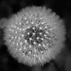 Pusteblume 1 BW 2.jpg