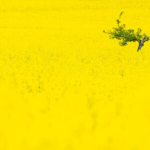 Baum im Rapsfeld
