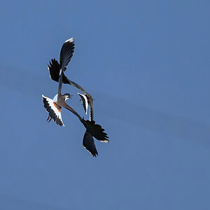 NZ9_1313_Kiebitzduo_IA_3_2023.jpg
