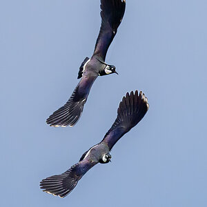 NZ9_1453Kiebitzduo vor dunkelem Himmel_IA_3_2023.jpg