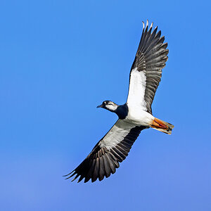 NZ9_2218_Kiebitz vor blauem Himmel_IA_3_2023.jpg