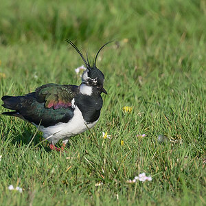 NZ9_8180_lusties Kiebitzmännchen_IA4_2023.jpg