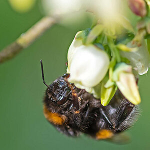 Hummel.jpg
