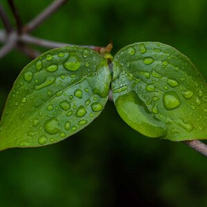 Regenblätter.jpg