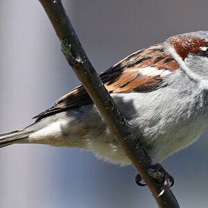 Spatz.JPG