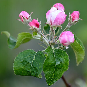 Apfel.JPG