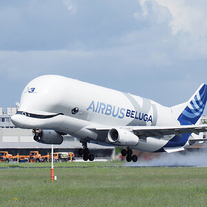 Beluga 1.jpg