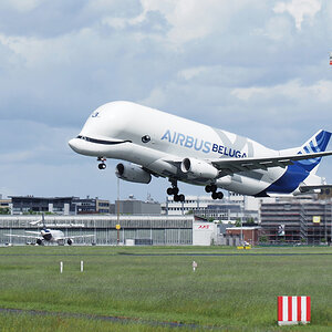 Beluga 2.jpg
