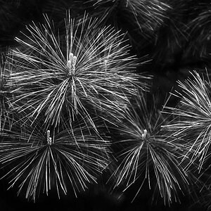 Weymouthkiefer BW_bearbeitet-2.jpg