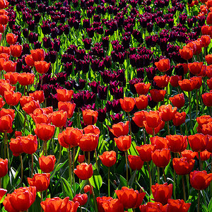 Tulpen.jpg