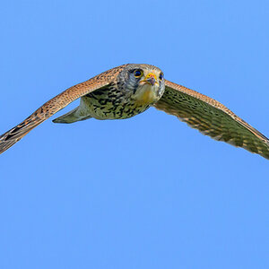 NZ9_9791_Turmfalke_IIIA_3_2023.jpg