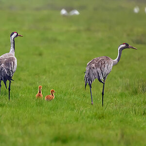 NZ9_5251_Kranichpaar mit Nchwuchs_IA_4_2023.jpg