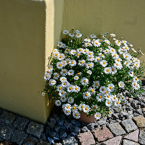 DSC_4788.jpg
