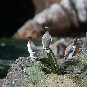 guillemots on the rocks.jpg