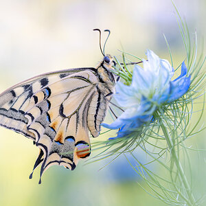 _D5C2394 (2)-DeNoiseAI-clear.jpg