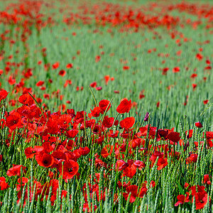 Mohn_Z9C_7437_12.jpg