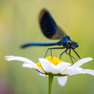 _D5C2331-DeNoiseAI-clear.jpg