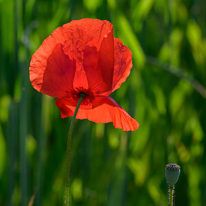 Mohn.jpg