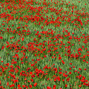 Mohn-2.jpg
