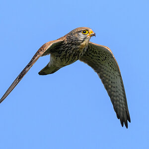 NZ9_9787_Turmfalke V_Flügel_IA_3_2023.jpg