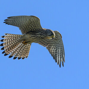 NZ9_9549_Turmfalke IA_3_2023.jpg
