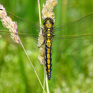 OF5_30543.jpg