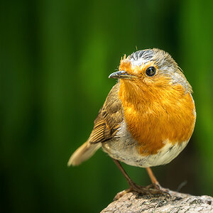Robin