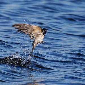 NZ9_9727_Rauchschwable hat gebadet_Kating_IA_5_2023.jpg