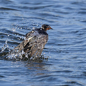NZ9_9684_Rauchi_Patschnass nach dem Baden_Kating_IA_5_2023.jpg