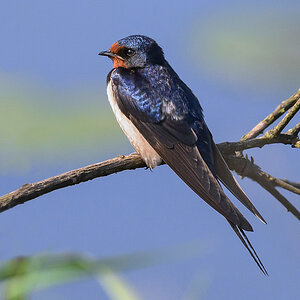 NZ9_2642_Rauchi ruht aus_IA_6_2023.jpg