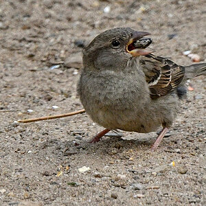 spatz-01.JPG