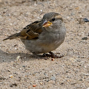 spatz-03.JPG