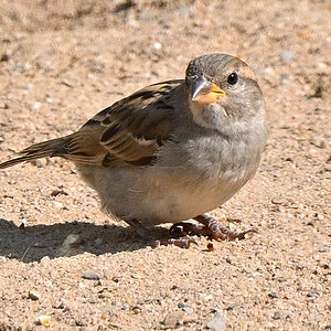 spatz-04.JPG