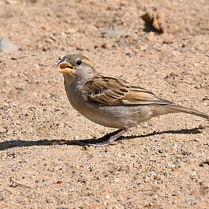 spatz-05.JPG