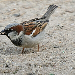 spatz-06.JPG