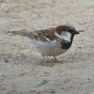 spatz-07.JPG