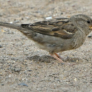 spatz-08.JPG