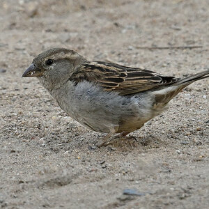 spatz-09.JPG