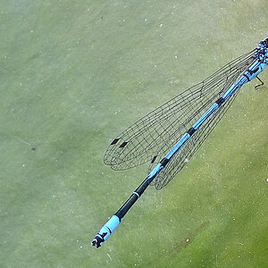 blLibelle01.JPG