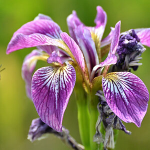 Iris02.JPG