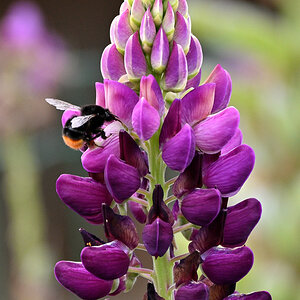 Lupine01.JPG