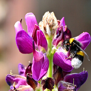 Lupine02.JPG