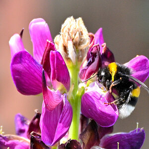 Lupine03.JPG