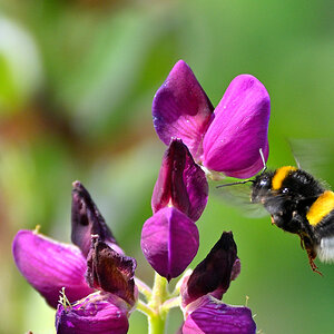 Lupine04.JPG